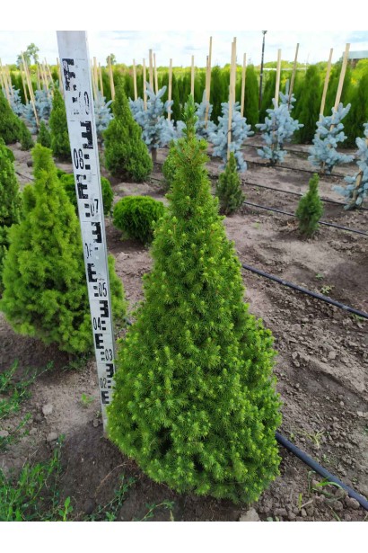 Ялина канадська Коніка | Picea glauca Conica | Ель канадская Коника